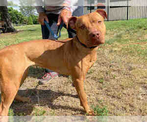 American Pit Bull Terrier Dogs for adoption in Fort Lauderdale, FL, USA