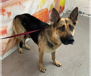 German Shepherd Dog Dogs for adoption in San Bernardino, CA, USA