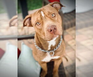 American Pit Bull Terrier-Unknown Mix Dogs for adoption in Miami, FL, USA