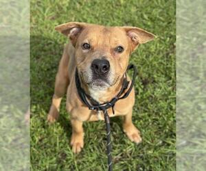 Medium Photo #1 American Staffordshire Terrier Puppy For Sale in Fort Lauderdale, FL, USA