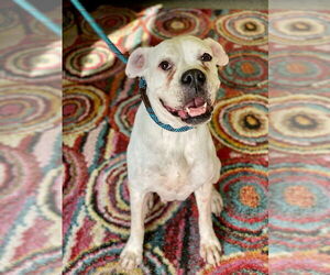 Boxer Dogs for adoption in Austin, TX, USA