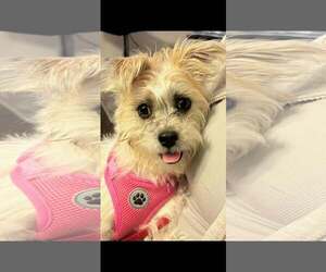 Mutt Dogs for adoption in Spring Lake, NC, USA