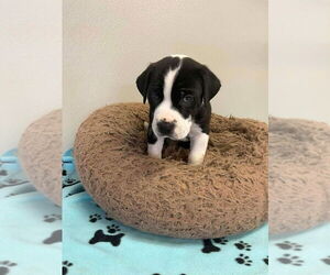 Mutt Dogs for adoption in Osgood, IN, USA