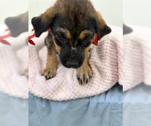 German Shepherd Dog Dogs for adoption in Globe, AZ, USA
