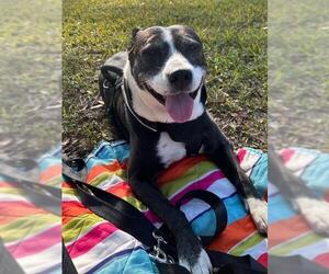 Australian Shepherd-Unknown Mix Dogs for adoption in Plantation, FL, USA