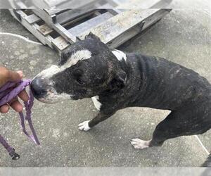 American Pit Bull Terrier Dogs for adoption in Houston, TX, USA