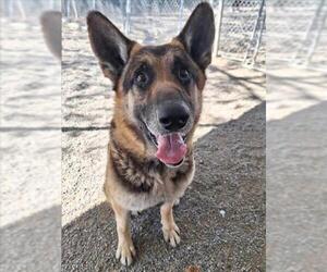German Shepherd Dog-Unknown Mix Dogs for adoption in Woodland, CA, USA
