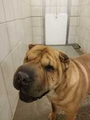 Chinese Shar-Pei Dogs for adoption in Rock Springs, WY, USA