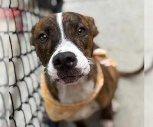 American Pit Bull Terrier-Unknown Mix Dogs for adoption in Tulsa, OK, USA