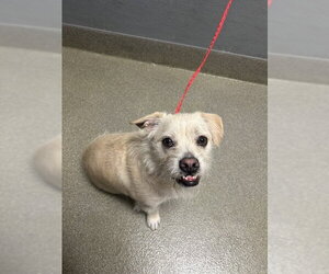 Mutt Dogs for adoption in Las Vegas, NV, USA