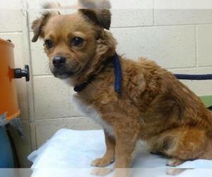 Mutt Dogs for adoption in Downey, CA, USA