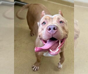 American Bulldog-Unknown Mix Dogs for adoption in Derwood, MD, USA