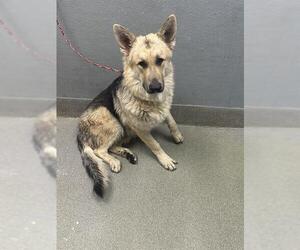 German Shepherd Dog-Unknown Mix Dogs for adoption in Las Vegas, NV, USA