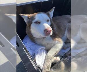 Siberian Husky Dogs for adoption in Tracy, CA, USA