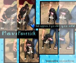 Medium Photo #94 Labrador Retriever-Unknown Mix Puppy For Sale in Franklinton, LA, USA