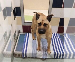 German Shepherd Dog-Unknown Mix Dogs for adoption in Plano, TX, USA