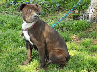 Medium Photo #1 American Pit Bull Terrier-Unknown Mix Puppy For Sale in Troy, IL, USA