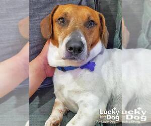 Basschshund Dogs for adoption in Washington, DC, USA