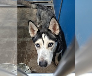 Siberian Husky Dogs for adoption in Greenville, TX, USA