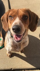 Beagle Dogs for adoption in Pevely, MO, USA