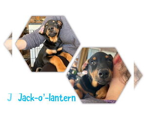 Rotterman Dogs for adoption in New Orleans, LA, USA