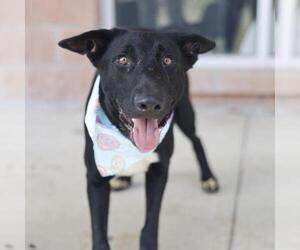 German Shepherd Dog-Unknown Mix Dogs for adoption in San Antonio, TX, USA