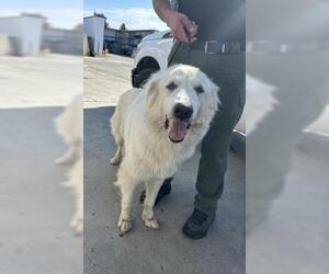 Great Pyrenees Dogs for adoption in Bakersfield, CA, USA
