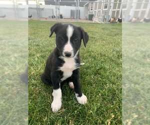 Border-Aussie Dogs for adoption in Salt Lake City, UT, USA