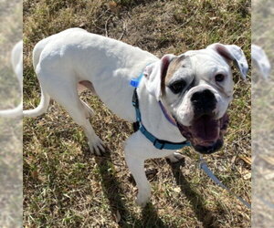 American Bulldog Dogs for adoption in Fort Collins, CO, USA