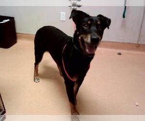 Doberman Pinscher-Siberian Husky Mix Dogs for adoption in Martinez, CA, USA