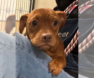 Mutt Dogs for adoption in Sacramento, CA, USA