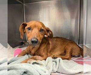 Dachshund-Unknown Mix Dogs for adoption in San Antonio, TX, USA