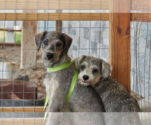 Poodle (Miniature)-Unknown Mix Dogs for adoption in Virginia Beach, VA, USA