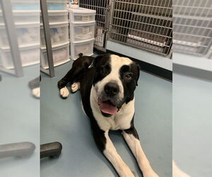 American Bulldog-Unknown Mix Dogs for adoption in London, Ontario, Canada
