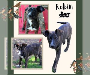 Australian Shepherd-Retriever Mix Dogs for adoption in Lindsay, CA, USA