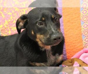 Catahoula Leopard Dog-Unknown Mix Dogs for adoption in Lacombe, LA, USA