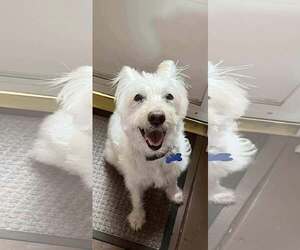 Mutt Dogs for adoption in Spring Lake, NC, USA