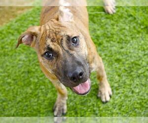 American Staffordshire Terrier-Unknown Mix Dogs for adoption in Tallahassee, FL, USA