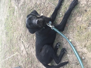 Labrador Retriever Dogs for adoption in Des Moines, IA, USA
