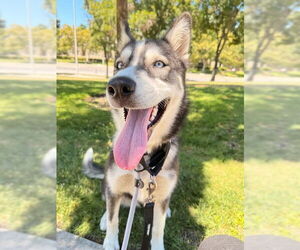 Siberian Husky Dogs for adoption in Fremont, CA, USA