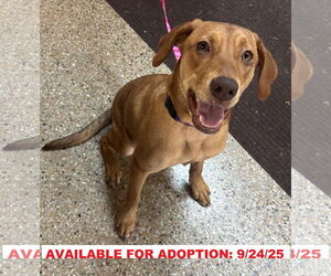 Labbe Dogs for adoption in Williamsburg, IA, USA