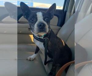 Boston Terrier Dogs for adoption in Batavia, OH, USA