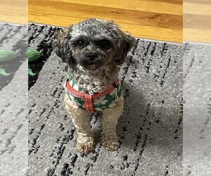 Shih-Poo Dogs for adoption in Glen Haven, WI, USA