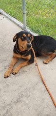 Medium Photo #1 Rottweiler-Unknown Mix Puppy For Sale in Minneapolis, MN, USA