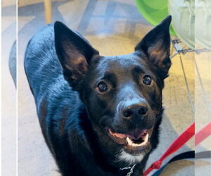 Labrador Retriever-Unknown Mix Dogs for adoption in Salt Lake City, UT, USA