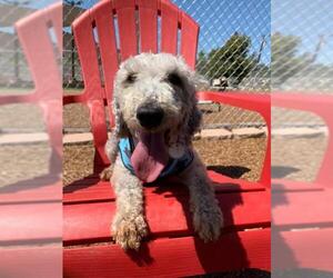 Bedlington Terrier Dogs for adoption in  Ramona, CA, USA