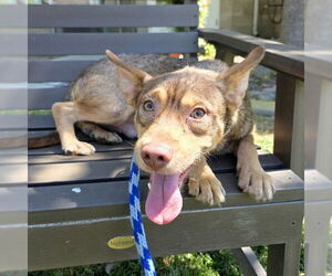 German Shepherd Dog-Unknown Mix Dogs for adoption in Long Beach, CA, USA