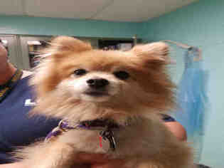 Pomeranian Dogs for adoption in Waterford, VA, USA