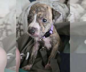 Mutt Dogs for adoption in Holly Springs, NC, USA