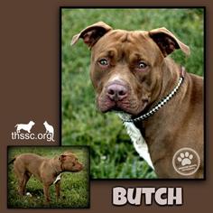 American Pit Bull Terrier Dogs for adoption in Sullivan, IN, USA